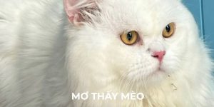 Giấc mơ thấy mèo có ý nghĩa gì