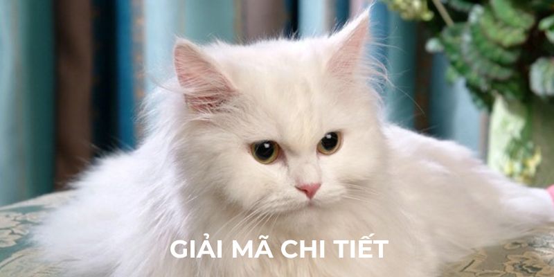 Giải mã chi tiết giấc mơ thấy mèo