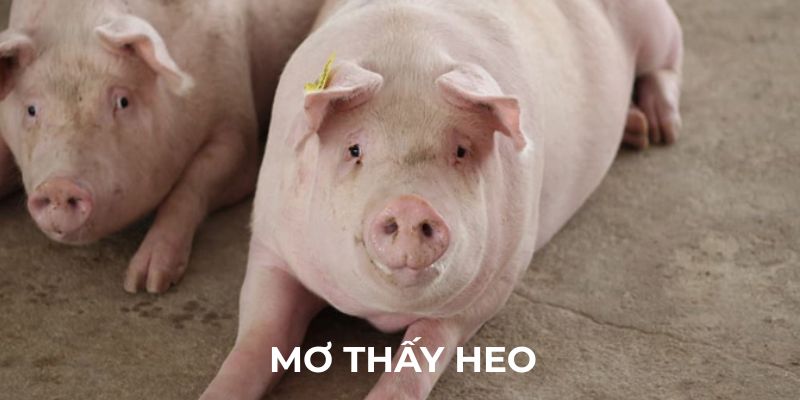 Giấc mơ thấy heo có ý nghĩa như thế nào