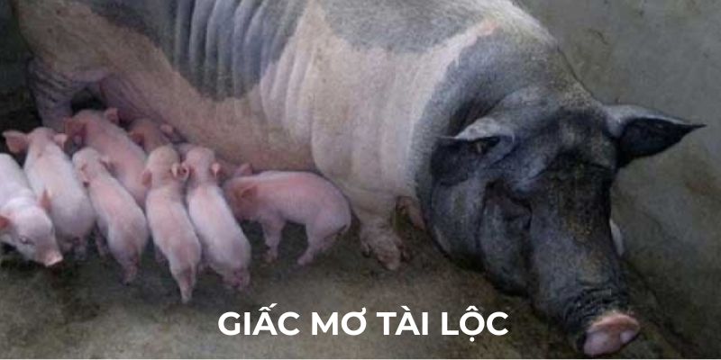 Mơ thấy heo - vua của giấc mơ tài lộc