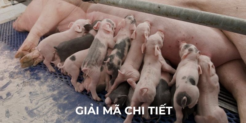 Giải mã chi tiết về giấc mơ thấy heo
