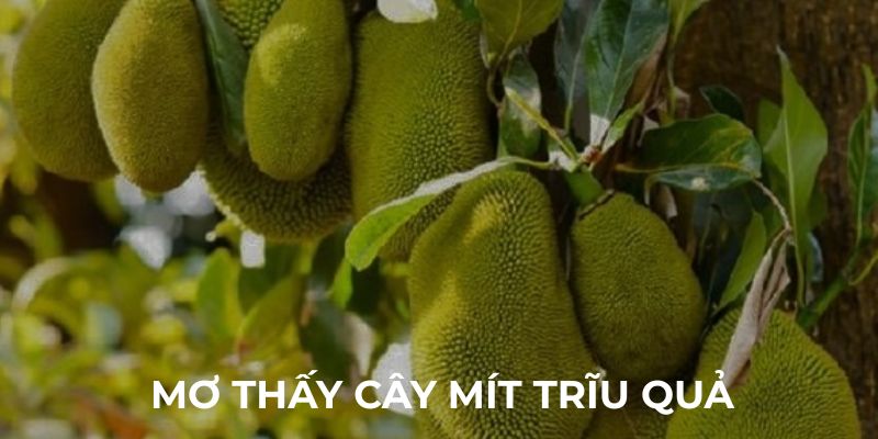 Mơ thấy cây có ý nghĩa vì và giải mã