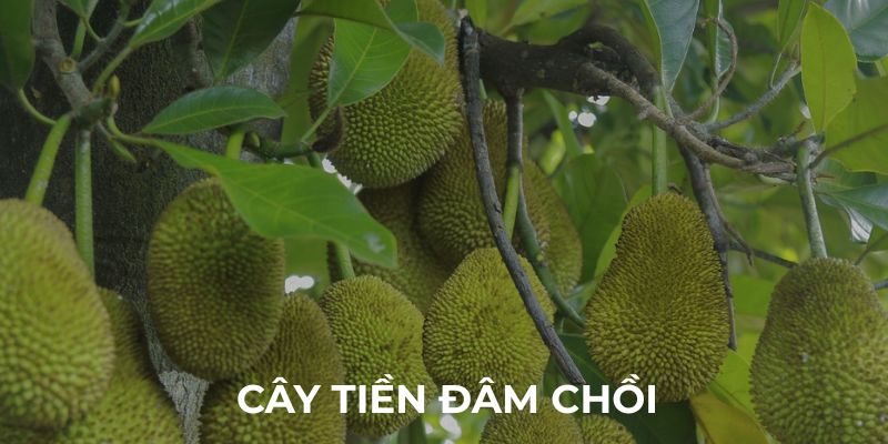 Mơ thấy mít là thấy tiền đang đâm chồi