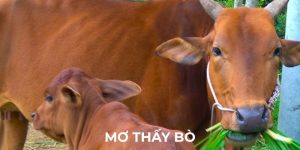 Giải mã giấc mơ bò