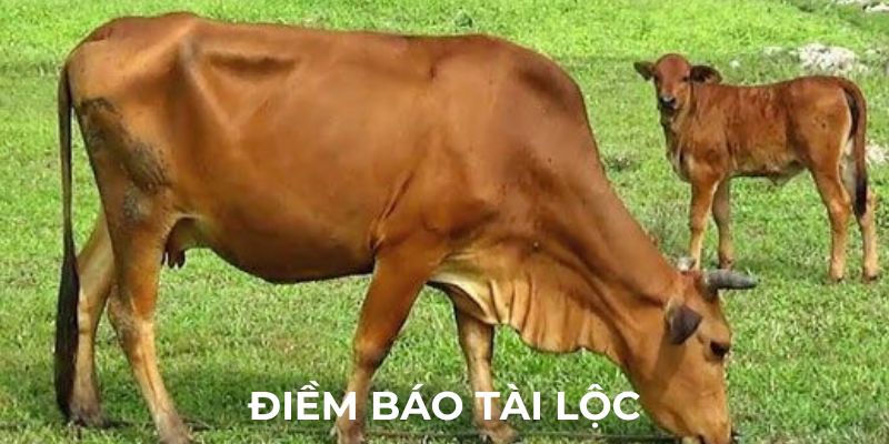 Điềm báo tài lộc về giấc mơ thấy bò