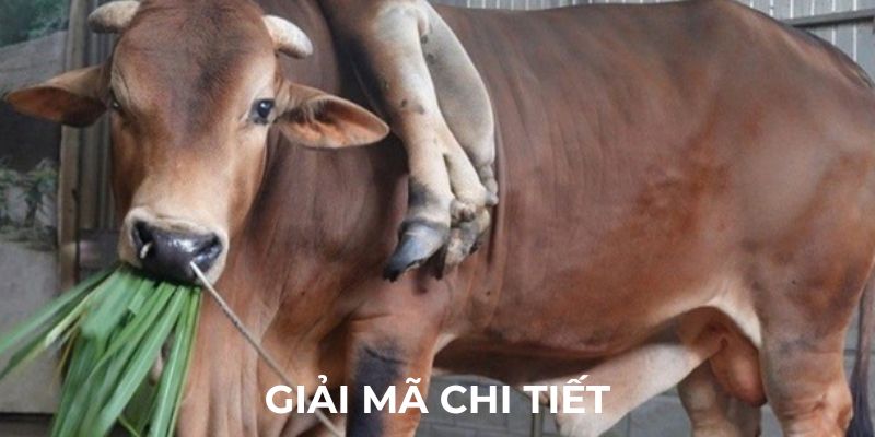 Giải mã chi tiết về giấc mơ thấy bò