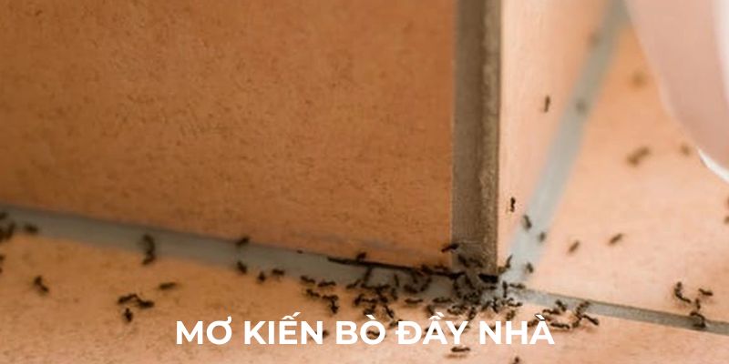 Mơ thấy kiến bò đầy nhà có ý nghĩa gì