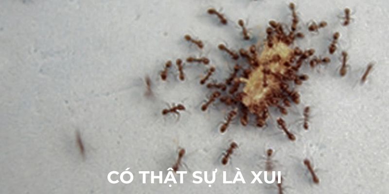 Giấc mơ thấy kiến có thật sự là xui