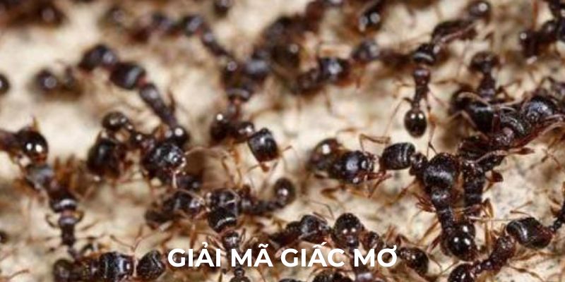 Giải mã ý nghĩa của giấc mơ thấy kiến